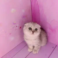 بچه گربه های عروسکی دلربا|گربه|اصفهان, آزادگان|دیوار