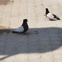 سگ م