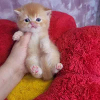 بچه گربه کیوت میوت|گربه|اهواز, کیانپارس |دیوار