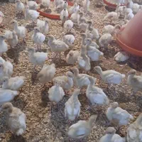 بوقلمون بیوتی گوشتی