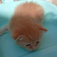 گربه، بچه گربه، گمشده