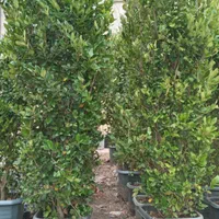 یاس هلندی جعبه۴۰و۵۰|گل و گیاه طبیعی|تهران, اکباتان|دیوار