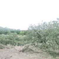 باغ زمین کشاورزی 500متری پل زمانخان سند دار|فروش دفتر صنعتی، کشاورزی، تجاری|اصفهان, آزادگان|دیوار
