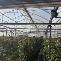 استخدام در گلخانه هیدروپونیک گل رز