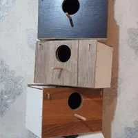 لانه عروس هلندی طوطی پرنده