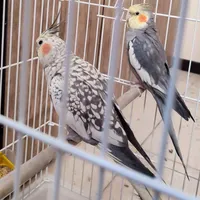 عروس هلندی  سه عدد|پرنده|شاهین‌شهر, خانه کارگر|دیوار