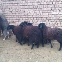 گوسفندوبره نر|حیوانات مزرعه|قم, جمکران|دیوار
