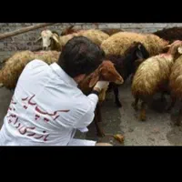 گوسفند زنده دشت مغان|حیوانات مزرعه|تهران, نازی‌آباد|دیوار