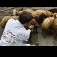 گوسفند زنده دشت مغان|حیوانات مزرعه|تهران, نازی‌آباد|دیوار
