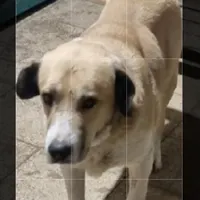 سگ گمشده