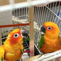 سرزمین پرندگان بهزاد ملنگو راهب شاه طوطی برزیلی|پرنده|تهران, جیحون|دیوار