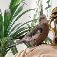 گمشده