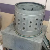 مرغ  ارگانیک  بدون دارو و آمپول|حیوانات مزرعه|بابل, |دیوار