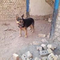 سگ ژرمن