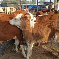 بزگترینمرکز فروش گوساله سمینتال اصیل|حیوانات مزرعه|مرودشت, |دیوار