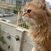 گربه پرشین