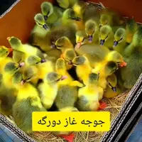 جوجه غاز محلی ، دو رگ
