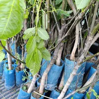 نهال گردو گلدانی خوشه ای کاشت در این فصل پربار|خدمات باغبانی و درختکاری|کرمانشاه, |دیوار