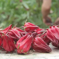 چای ترش|خوردنی و آشامیدنی|رشت, پاستوریزه|دیوار