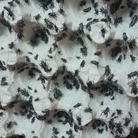 دوبیا،میلورم،جیرجیرک،سوپرورم، مکمل و طعمه ماهیگیری|گل و گیاه طبیعی|تهران, دهکده المپیک|دیوار