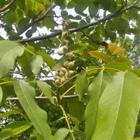 خدمات باغبانی گلبهار|خدمات باغبانی و درختکاری|گلبهار, |دیوار