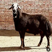 گوسفند زنده بره ریز ودرشت تمام نقاط تهران باقصاب|حیوانات مزرعه|تهران, نیروی هوایی (پیروزی)|دیوار