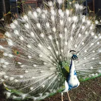 خرید و فروش طاووس و پرندگان زینتی