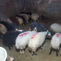 خرید بصورت حضوری و آنلاین (تلفنی) گوسفند زنده ..|حیوانات مزرعه|تهران, نیروی هوایی (پیروزی)|دیوار
