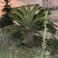 سیکاس بزرگ مولد۳۰ ساله/۲درخت یوکا۲۰ساله مناسب ویلا