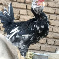 نیمچه خروس گلین|حیوانات مزرعه|اصفهان, شهرک کاوه|دیوار