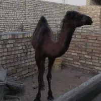 هره شتر
