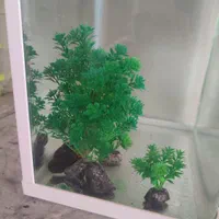 دستگاه اکسیژن و تسویه کن