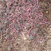 کود ورمی کمپوست|خدمات باغبانی و درختکاری|نجفآباد, شهرک صنعتی نجف آباد|دیوار