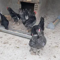 تخم مرغ نطفه دار گلین