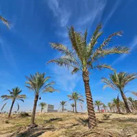 جردن نخل جردن پالم یک ششم قیمت تنها عاملیت رسمی