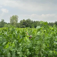 نهال صنوبر|خدمات باغبانی و درختکاری|رشت, نیروی دریایی|دیوار