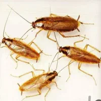 سمپاشی تخصصی منازل با مجوز بهداشت در غرب تهران|خدمات نظافت|اندیشه, اندیشه فاز ۱|دیوار