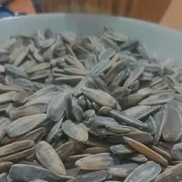 تخمه آفتاب گردان|خوردنی و آشامیدنی|تهران, سعادت‌آباد|دیوار
