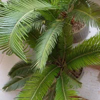 حراج سیکاس|گل و گیاه طبیعی|اصفهان, شمس آباد|دیوار