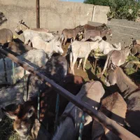 شیر الاغ دوشیدن درحضور مشتری