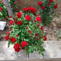 باغ ویلای ۱۰۰۰ متری  /۲۰۰متر ساخت مهندسی /گلدشت|فروش خانه و ویلا|اصفهان, سعادت‌آباد|دیوار