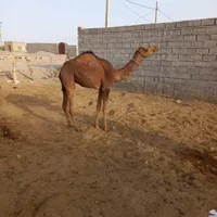 شتر فروشی قیمت 75|حیوانات مزرعه|ایرانشهر, |دیوار