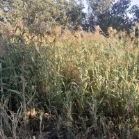 جاروی خانگی