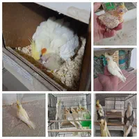 عروس هلندی درتمام سنین سریلاکی تازه دونخورجفت مولد|پرنده|تبریز, |دیوار