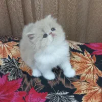 گربه ی اشرافی|گربه|اصفهان, بوستان آینه خانه|دیوار