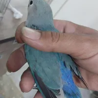 3عددکوتوله دونخورونرم خور دستی اماده اموزش|پرنده|سبزوار, ولیعصر (نجار آباد)|دیوار