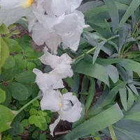 گل زنبق کاکتوس نعنا نعنافلفلی سانسوریا ابلق|گل و گیاه طبیعی|مشهد, هنرستان|دیوار