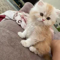 بچه گربه های نژاد دار و زیبا|گربه|بندر انزلی, چهارفریضه|دیوار