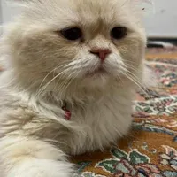 گربه گمشده