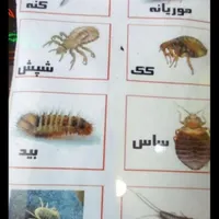 سمپاشی ساس سوسک تمام حشرات100درصدتضمینی تمام نقاط